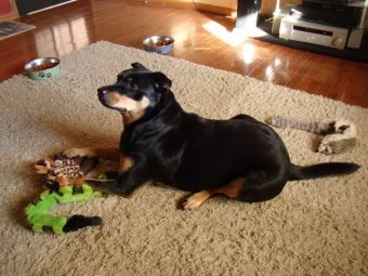 Zelda the Black-and-Tan Mutt lies on the living room floor surrounded by toys, looking up cutely